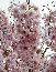 Wiśnia wczesna (Prunus incisa) Oshidori